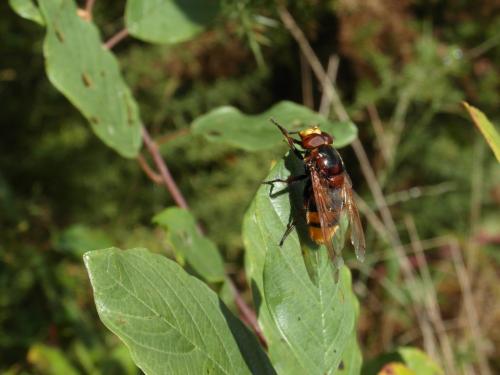 Réf. 197 912 : Volucella zonaria